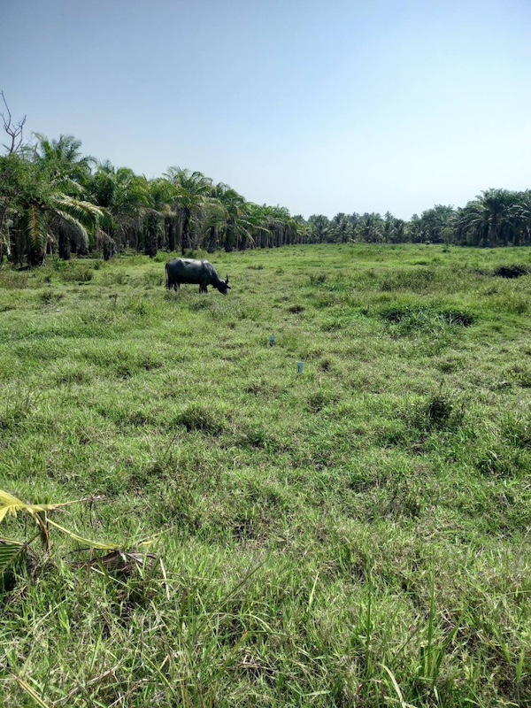 BL141 | ขายที่ดินใกล้ทะเล จ.ชุมพร 6 ไร่ เดินเพียง 100 เมตรถึงชายหาดคอสน