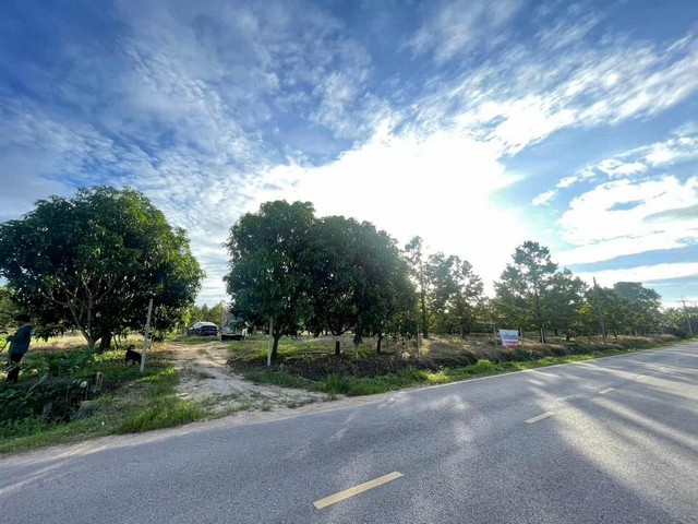 ขาย สวนทุเรียน อำเภอหลังสวน จังหวัดชุมพ เนื้อที่ 12 ไร่ 2 งาน 90 ตารางวา