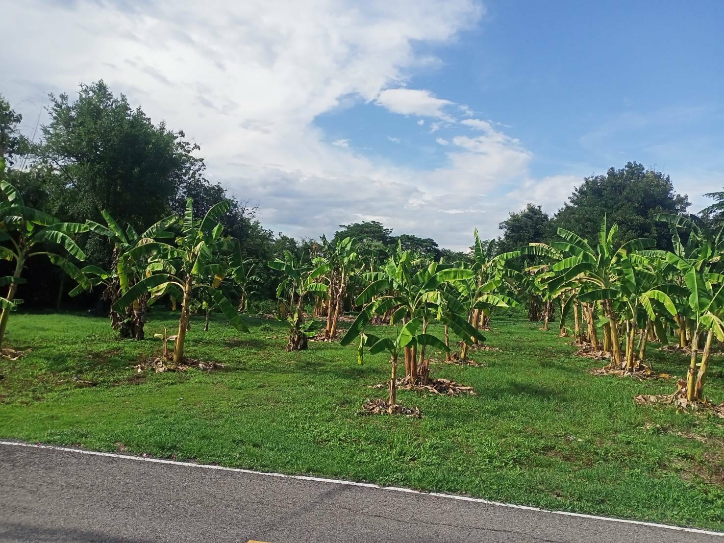 ขายที่ดินปล่าว.สวย เนื้อที่ 2.63ไร่  ตำบลเหมืองง่า.  อำเภอ เมืองลำพูน  จังหวัด ลำพูน  รูปแปลงเป็นสี่เหลี่ยมผืนผ้าสวย ตัดหน้า 40เมตรลึก80เมตร