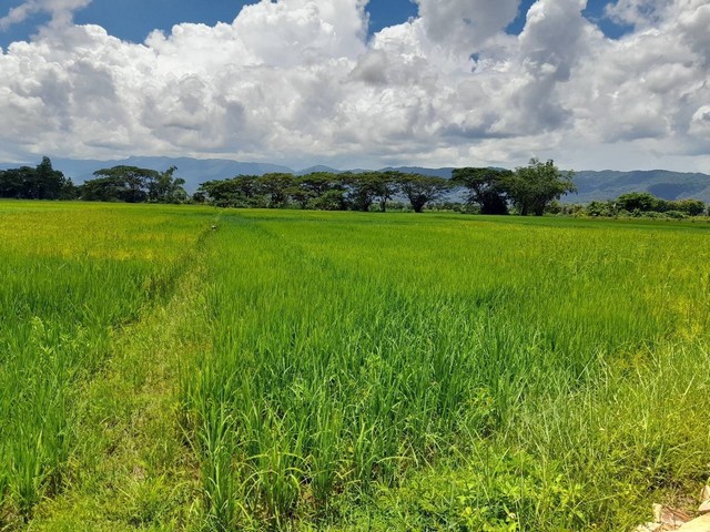 ขายที่ดิน 2 แปลง ติดถนน  4ไร่ 14 ตร.วา และ  3 ไร่ 1 งาน 82 ตร.วา ที่ตั้ง ต.ม่วงคำ อ.พาน จ.เชียงราย