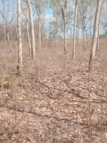 ขายที่ดินจำนวน 11 ไร่ 2 งาน  ติดถนนด้านหน้าและด้านหลัง