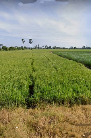 ขายที่ดินสุพรรณบุรี แปลงใหญ่ ทำเลดี เหมาะทำบ้านจัดสรร/สวนไร่นา