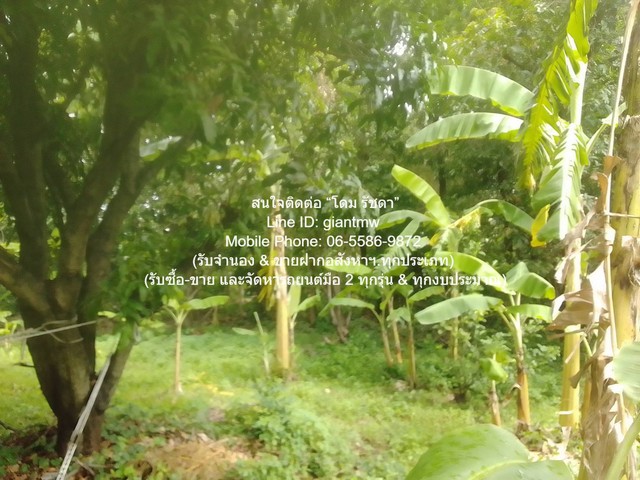 ที่ดิน ขายที่ดินเกษตรกรรมผืนใหญ่ 3-0-27.3 ไร่ ถนนพิบูลสงคราม นนทบุรี พื้นที่เท่ากับ 1227 sq.wa  62000000 บ. ราคาไม่แรง! เป็นที่ดินเกษตรกรรรมผืนใหญ่เสมือนป่าในเมือง ที่มีระบบสาธารณูปโภครองรับครบถ้วน (ถนน และไฟฟ้า น้ำประปา และอินเตอร์เน็ต) อยู่ไม่ไกลจา